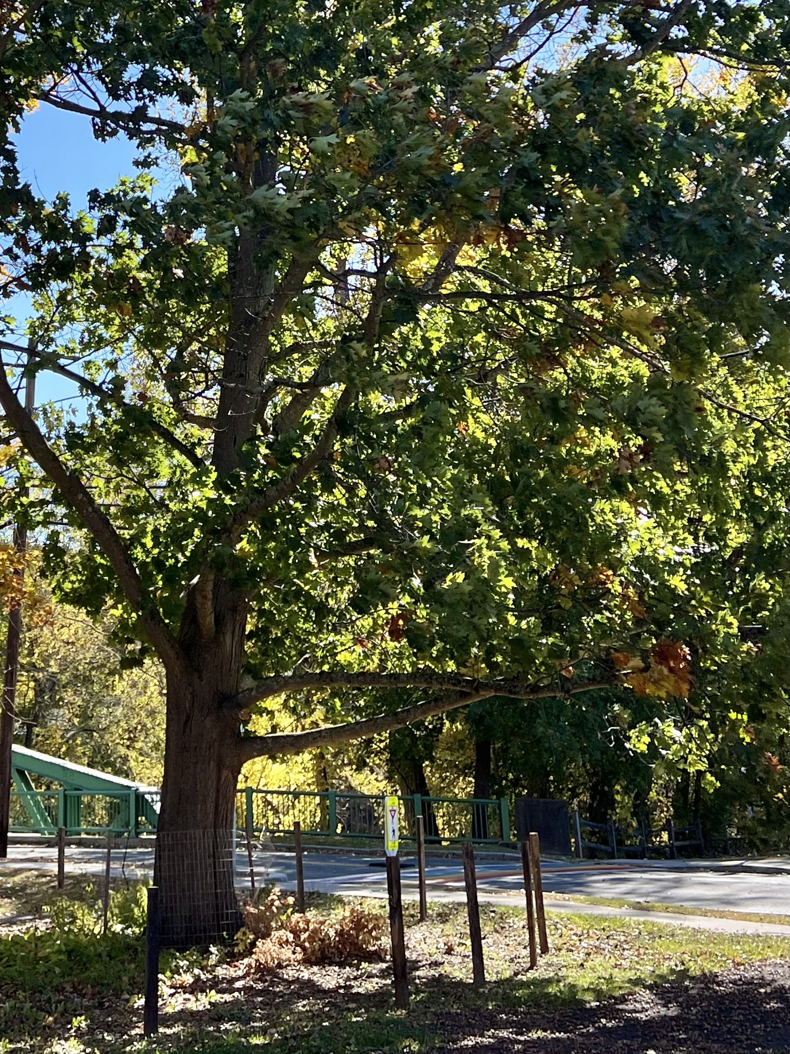 River Walk Works to Protect the Northern Red Oak on Bridge Street